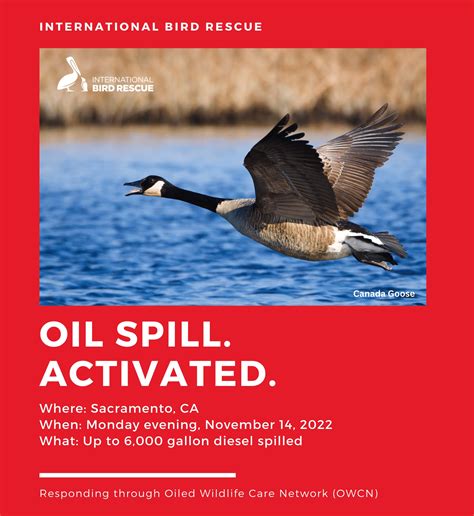 Sacramento Diesel Spill: Contaminated Canada Geese in Care - International Bird Rescue