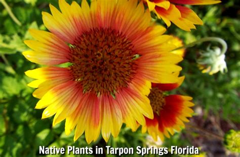 Learn More About Native Plants in Tarpon Springs Florida | Hickory Point RV Park