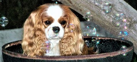 Grooming Tips for Cavalier King Charles Spaniels – Gillcrest Cavaliers