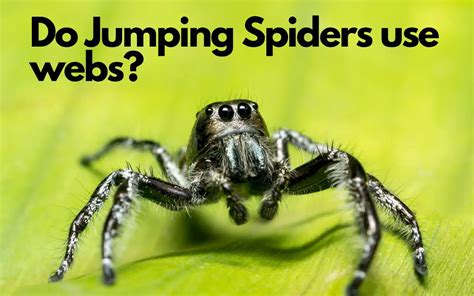 Do Jumping Spiders make webs? - The Spider Blog