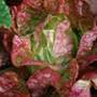 Lettuce: Cultural Considerations | Planting Guidelines | Where to Buy | More