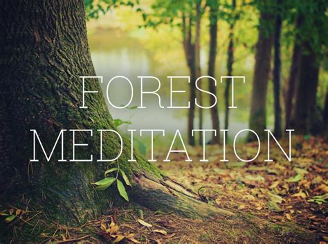 Forest Meditation - Indie Music Box