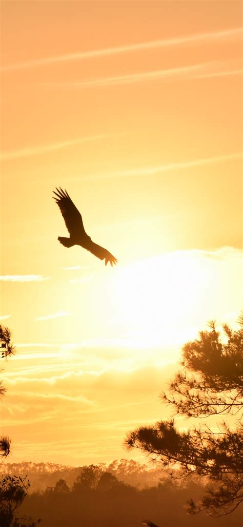 1125x2436 Eagle Flying Towards Sunset 5k Iphone XS,Iphone 10,Iphone X HD 4k Wallpapers, Images ...