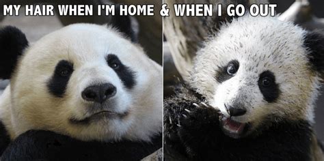 15 Amazing Panda Memes You Must Laugh - In NewsWeekly