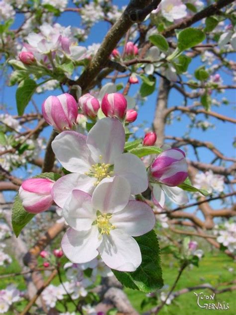 Apple Tree Blossoms Images - All Are Here