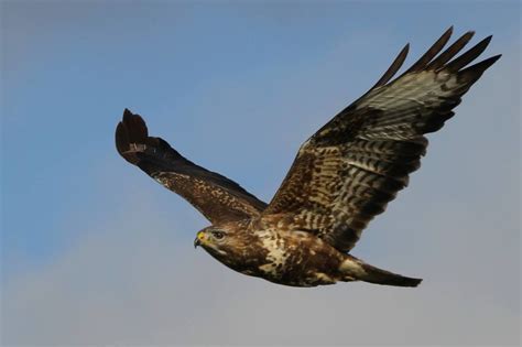 La buse variable, un rapace diurne facile à observer ! - Flordaki