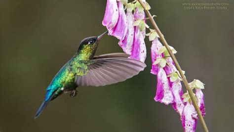 Fiery-throated Hummingbird | Focusing on Wildlife