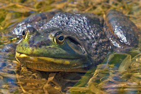 American Bullfrog Facts - NatureMapping