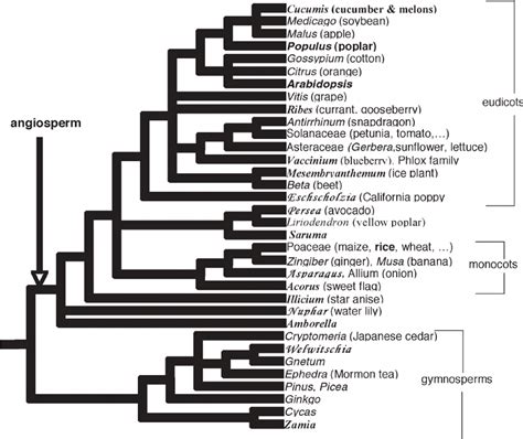 Phylogenetic tree of flowering plants and gymnosperm relatives, showing ...