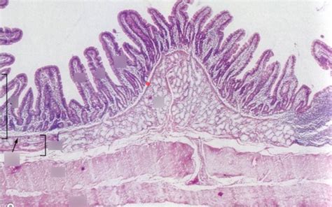 Duodenum Histology Labeling Diagram | Quizlet