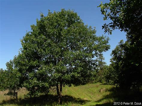 Quercus velutina (Black Oak): Minnesota Wildflowers