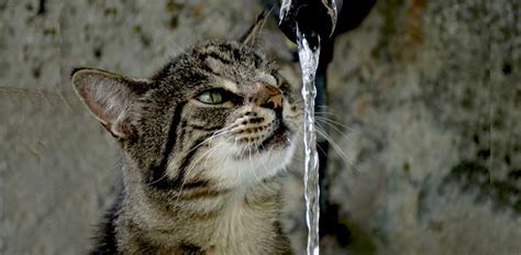 Why Is My Cat Drinking a Lot of Water and Meowing?