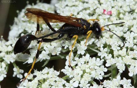 Mud Dauber Wasp - Sceliphron - North American Insects & Spiders