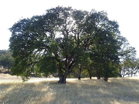 California Oak Tree Photograph by James Sagmiller - Pixels