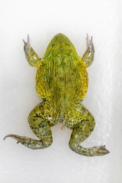 40+ Frog Cloaca Stock Photos, Pictures & Royalty-Free Images - iStock