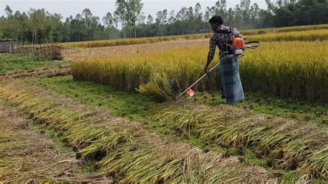 Rice Harvesting Machine - YouTube