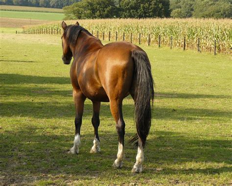 stock bay horse back view standing and looking by Nexu4 on DeviantArt | Horses, Bay horse, Horse ...