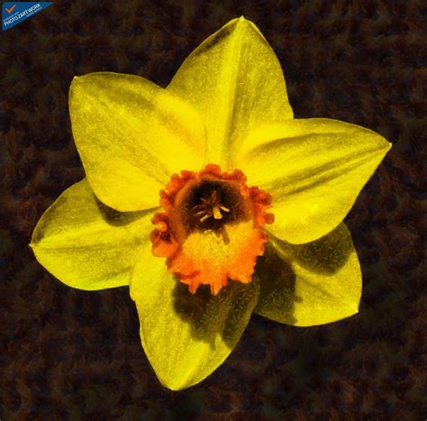 Flower - ID: 16235-220415-6405 | *** Benson high resolution … | Flickr