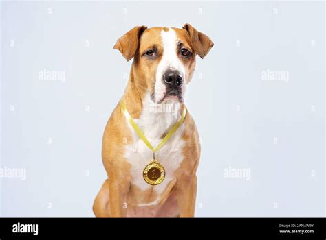 Medal Of Honor Game High Resolution Stock Photography and Images - Alamy