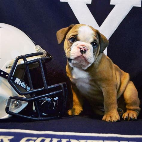 Yale Bulldogs, English Bulldogs, Bulldog Mascot, Preppy Men, Dream ...