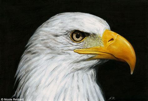 Eagle drawing by Quelchii | Eagle drawing, Photorealistic drawings, Color pencil drawing