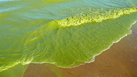 What you need to know about harmful algal blooms - APHL Blog