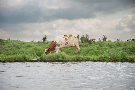 What Is Agricultural Runoff, and How Is It Harming Our Waters? - Environment Co