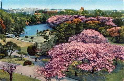 Shinjuku Gyoen National Garden, Shinjuku, c. 1960. | Old Tokyo