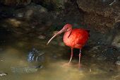 Free picture: turtle, wildlife, water, lake, bird, reptile, pool, river