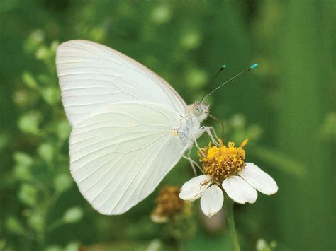 Great Southern White - Alabama Butterfly Atlas