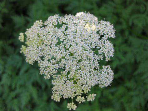 Hemlock facts and health benefits