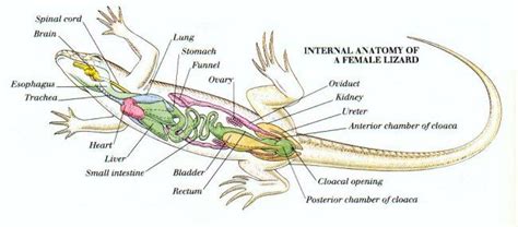 Internal Anatomy of a Female Lizard