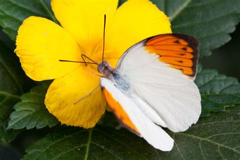 Orange Tip Butterfly Free Stock Photo - Public Domain Pictures