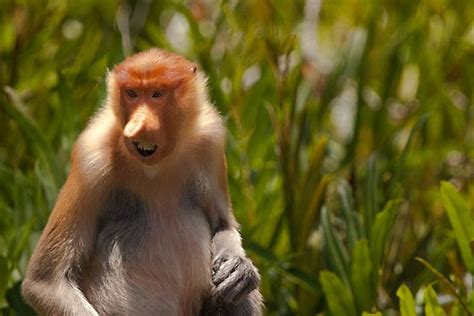 Proboscis Monkey | Endangered Animals Facts, Wildlife Pictures And Videos