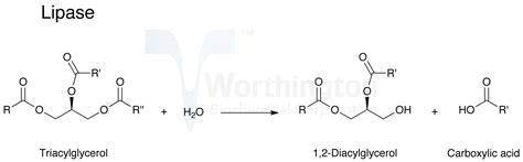 How do bile salts affect lipase activity? - ECHEMI