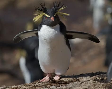 Rockhopper Penguin - Facts, Diet, Habitat & Pictures on Animalia.bio