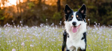 How Much Do Border Collies Usually Cost