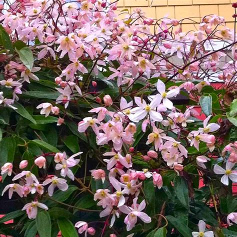 Clematis armandii Apple Blossom - Scented Evergreen Spring Flowering ...