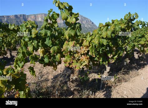 Muscat grapes growing on the vine in a vineyard between Gata de Gorgos and Javea on the Costa ...