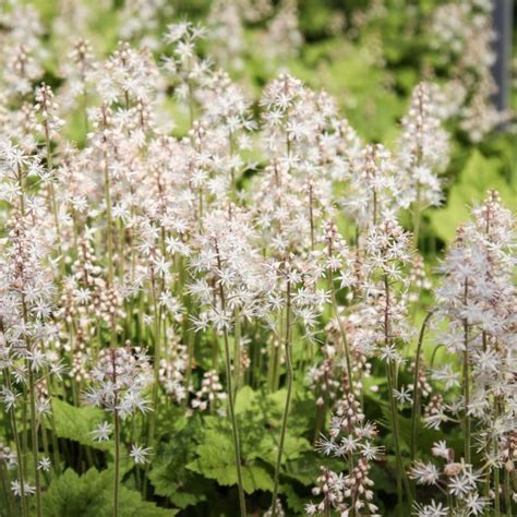 23 Ground Cover Plants For Shade (That Add Texture) - Artsy Pretty Plants