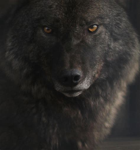 black red eyes wolf free 3D model rigged | CGTrader