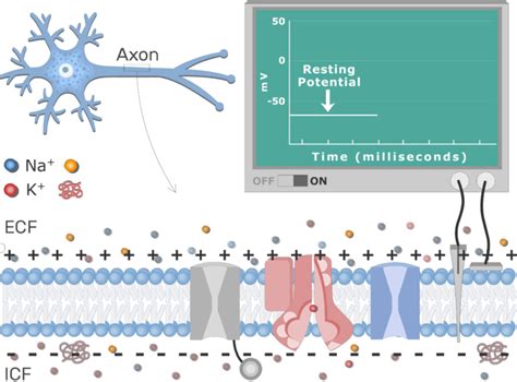 Neuron Action Potential Sequence of Events and diagram | GetBodySmart