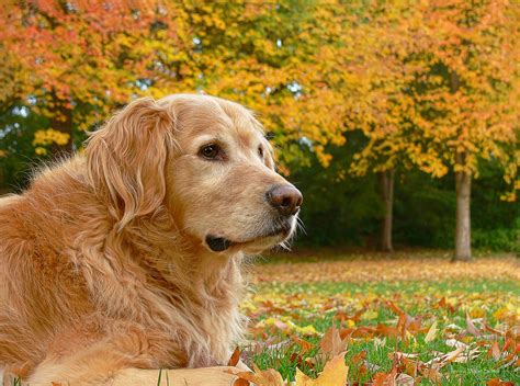 Golden Retriever Dog Autumn Leaves Photograph by Jennie Marie Schell - Fine Art America