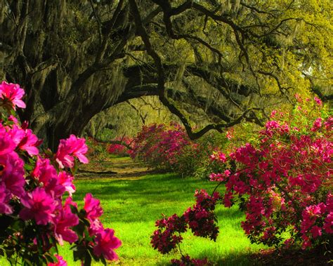 Key design ideas from the Magnolia Plantation and Gardens | Gardeningetc