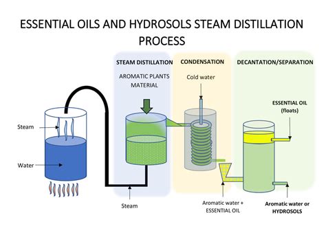 Steam Distillation Of Essential Oils Process