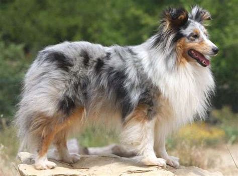 The 8 Sheltie Coat Colors | Sable | Black | Blue Merle