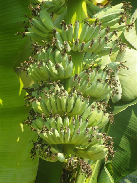 Free photo: Banana Bunch - Banana, Healthy, Vitamins - Free Download - Jooinn