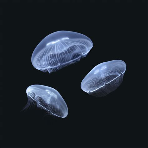 1 Large + 2 Medium Moon Jellyfish — Sunset Marine Labs - Live Jellyfish & Aquariums