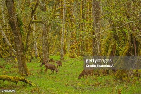 Olympic National Park Wildlife Photos et images de collection - Getty Images