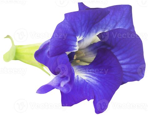 Clitoria ternatea or blue aparajita flower 31098451 PNG